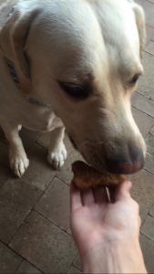 KC, the family’s 4-year-old golden Lab, is a tester for the treats.