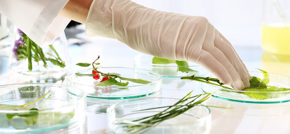 Biotechnologist examine the plant samples in the laboratory
