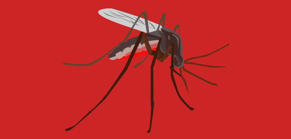 Mosquito on red background