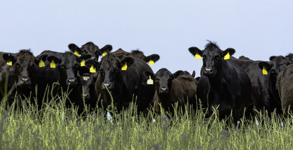 Grass-fed Beef Cattle [Courtesy photo]
