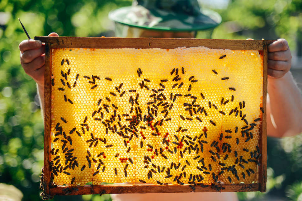Living Nature European Honey Bee – Hammer and Jacks