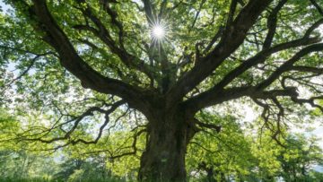 research oak trees