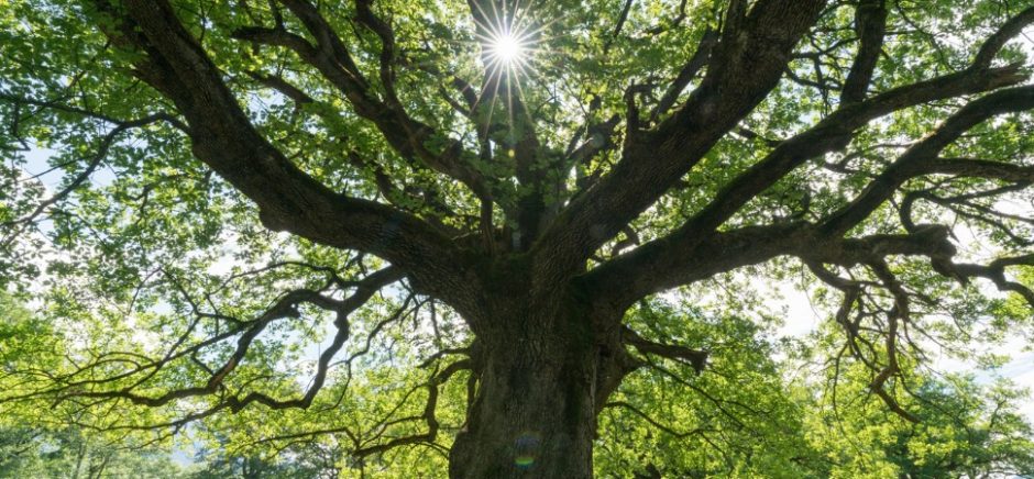 research oak trees