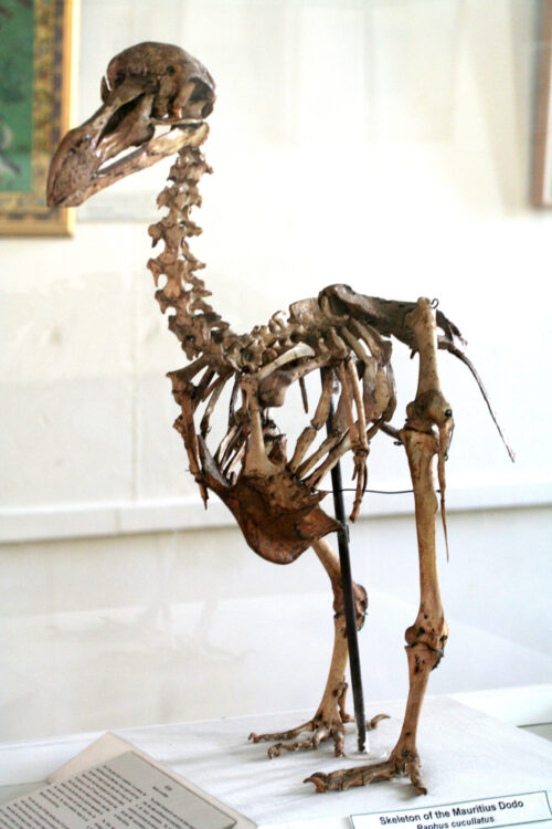 Mauritius dodo skeleton [Photo courtesy of Colossal]