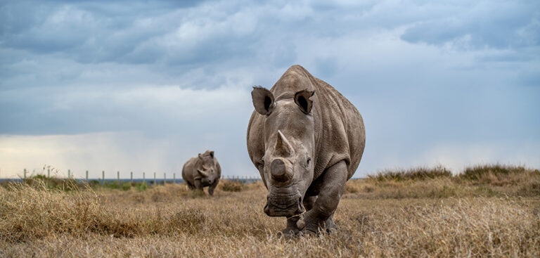 Edge of Extinction: Pioneering Texas Biotech Colossal and BioRescue ...