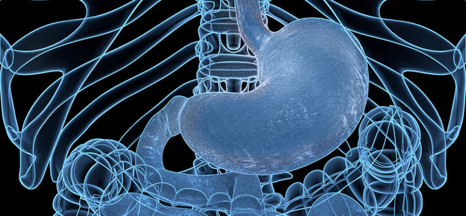 Illustration of the human gastrointestinal tract, highlighting the stomach and intestines — representing AnX Robotica’s FDA-cleared MotiliCap and MotiliScan system for non-invasive GI motility monitoring.