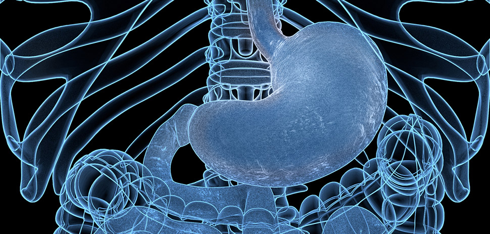 Illustration of the human gastrointestinal tract, highlighting the stomach and intestines — representing AnX Robotica’s FDA-cleared MotiliCap and MotiliScan system for non-invasive GI motility monitoring.