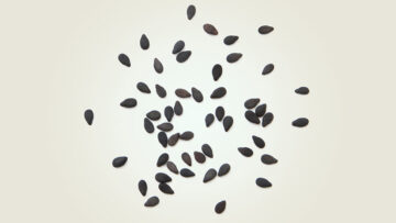 Organoids without blood vessels can't grow larger than sesame seeds—about 3 millimeters—before dying from lack of oxygen and nutrients. UNT and Stanford researchers say they've solved this problem. Seeds pictured above are not to scale. [Image: Pinchai Puntong/istockphoto]