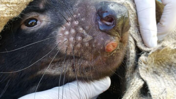 Colossal Tasmanian devil facial tumor.