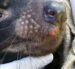Colossal Tasmanian devil facial tumor.