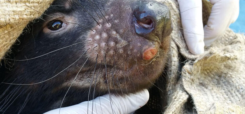Colossal Tasmanian devil facial tumor.